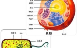 什么是10*单细胞？原神精1是什么