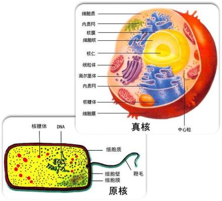 什么是10*单细胞？原神精1是什么-图1