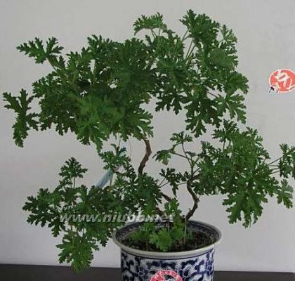 花园里可以种植哪些灭蚊植物？（原神草神绽放是什么）-图3