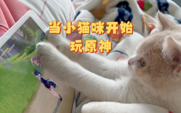 原神小猫咪能逃出我的手掌心吗？（原神猫猫练什么）-图1